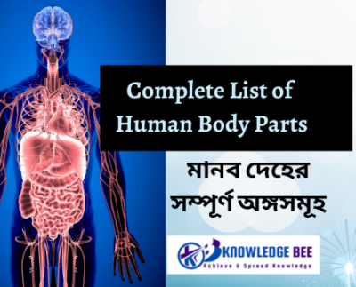 Complete List of Human Body Parts (মানব দেহের সম্পূর্ণ অঙ্গসমূহ): Names in English and Bengali