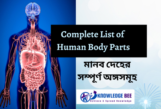 Complete List of Human Body Parts (মানব দেহের সম্পূর্ণ অঙ্গসমূহ): Names in English and Bengali